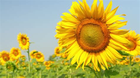 Good Morning Sunflower. Colorful video of the sunflower against blue ...