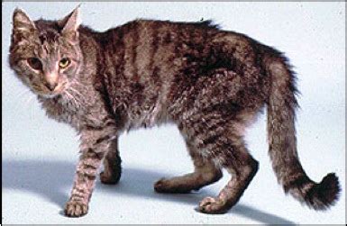 Animal Endocrine Clinic: Top 10 Signs of Hyperthyroidism in Cats