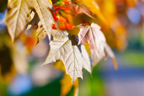 Black maple leaves stock image. Image of orange, green - 39458545