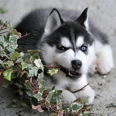 Cute Dogs: Siberian husky dog