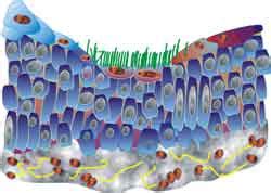 Jaringan Epitel | BIOLOGIPEDIA