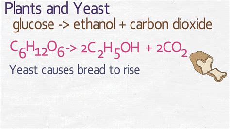 vegetarian diagramă baie anaerobic respiration in plants INSCRIETI ...