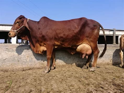 Sahiwal Cattle: The Ultimate Guide to This Resilient Breed - Nili Ravi