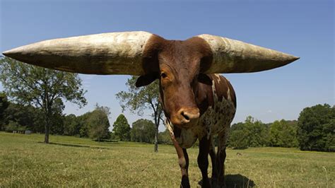 The Longest Horns in the World | HubPages