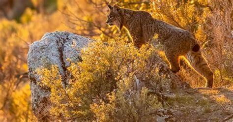 Saving the Iberian Lynx: Conservation Efforts