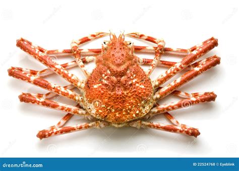 Giant crab stock photo. Image of life, food, crustacean - 22524768