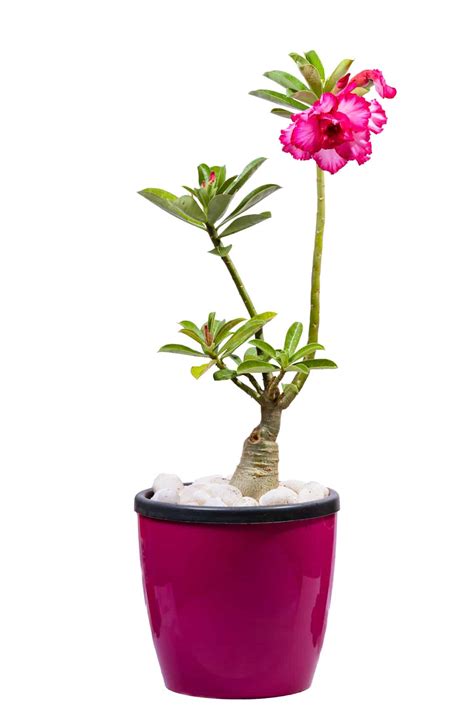 Adenium Plants - Bonsai Indoor plants Online