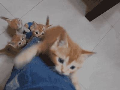 Little Cats Cat GIF - Find & Share on GIPHY