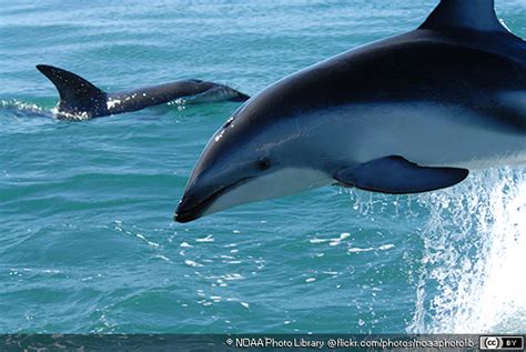 Dusky Dolphins ~ MarineBio Conservation Society