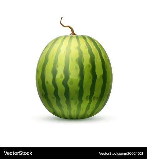 Realistic watermelon fruit 3d Royalty Free Vector Image