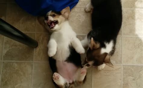 Irresistibly Cute Corgi Puppies Have Irresistibly Cute Corgi Puppy Play Date - BARK Post