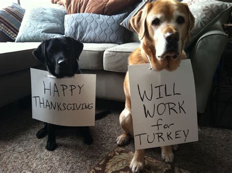HAPPY THANKSGIVING!:) | Dog thanksgiving, Funny thanksgiving memes, Funny thanksgiving