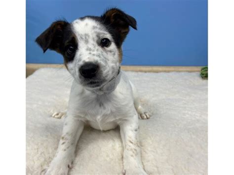 Blue Heeler/Rat Terrier mix Puppy Black and White ID:20880 Located at ...