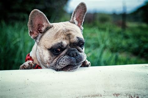 How to Get Rid of and Prevent Bulldog Wrinkle Infections | PetHelpful