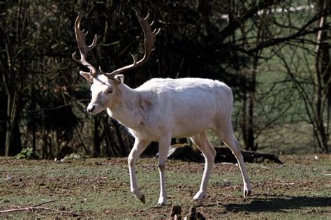 Premium Photo | White deer standing in a forest