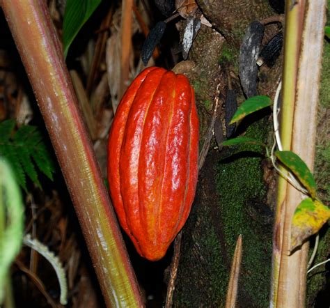 Theobroma cacao - Cacao - Seeds