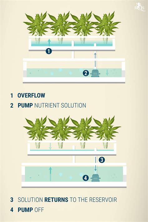 Hydroponics Cannabis Growing Guide - RQS Blog