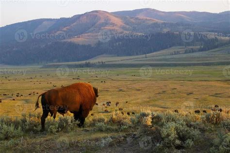 American Buffalo in Yellowstone National Park 1383438 Stock Photo at ...