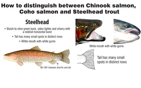 How to distinguish between Chinook salmon, Coho salmon and Steelhead trout - Duluth News Tribune ...