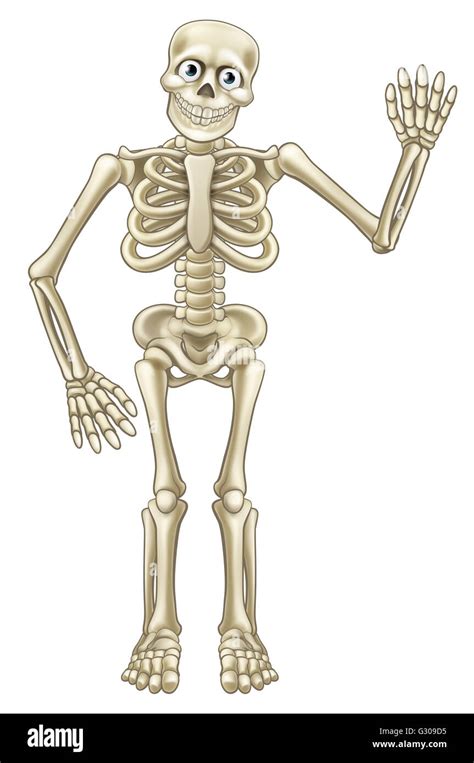 Human Skeleton Cartoon