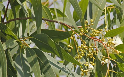 Eucalyptus: Uses and Benefits from Saje's Ingredient Garden