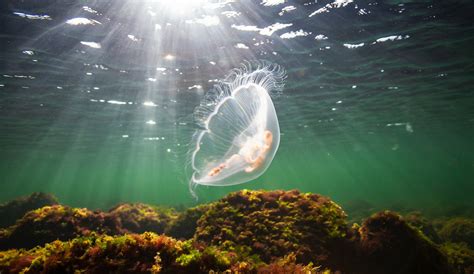 Giant phantom jellyfish spotted in Monterey Bay - Earth.com