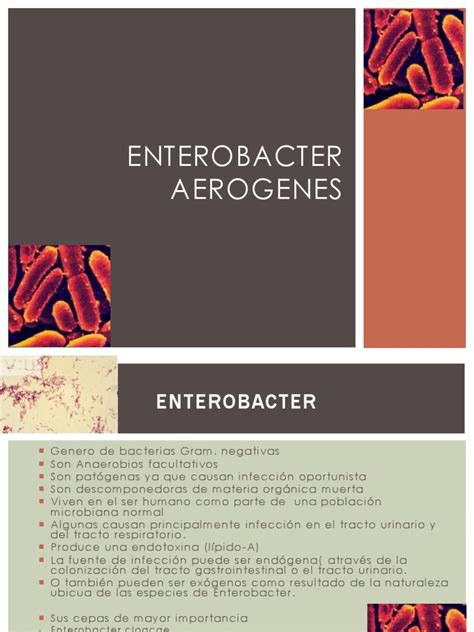 ENTEROBACTER AEROGENES