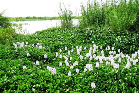 Water Hyacinth, an Invasive Plant in the Lake Tanganyika Basin — Lake Tanganyika