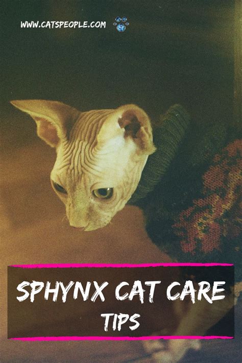 6 Sphynx Cat Care Tips | Sphynx cat, Cat care, Cat mom