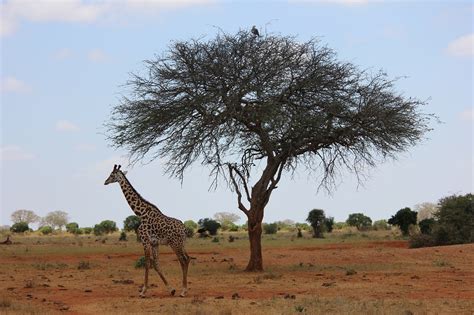 Giraffe,safari,kenya,free pictures, free photos - free image from ...