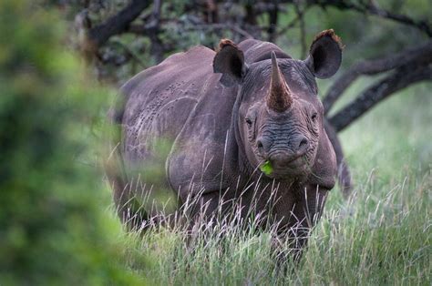 Black Rhinoceros | Sean Crane Photography