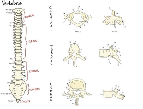 Vertebrae Labeling Diagram | Quizlet