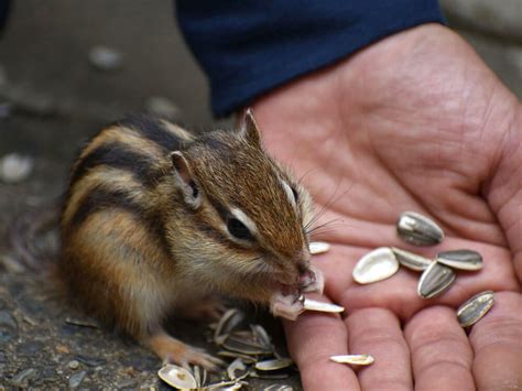 Chipmunks as Pets | UK Pets