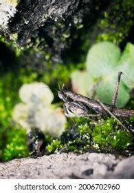 Grey Praying Mantis Rocks Blurred Background Stock Photo 2006702960 ...