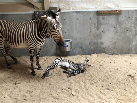 Male zebra foal born at Hogle Zoo