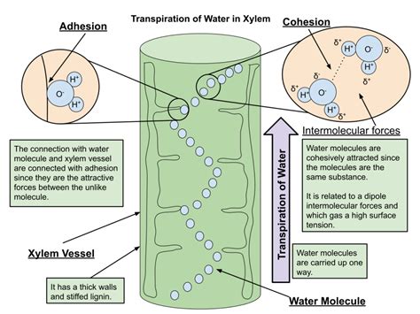 Adhesion Of Water Diagram