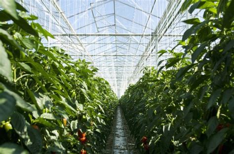 Commercial Hydroponic Technology Grows Money