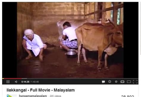 Why you should not buy a vechur dwarf cow - Natural Farmers Kerala