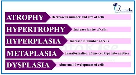 Cellular adaptation cell adaptation atrophy hypertrophy hyperplasia ...