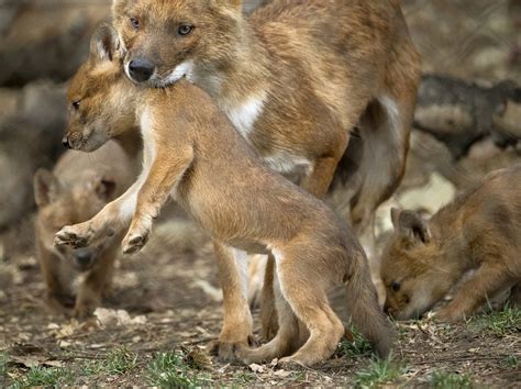 Dhole- Indian Wild Dog