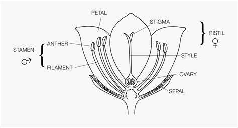 [DIAGRAM] Identify And Label Diagram Of Flower - MYDIAGRAM.ONLINE