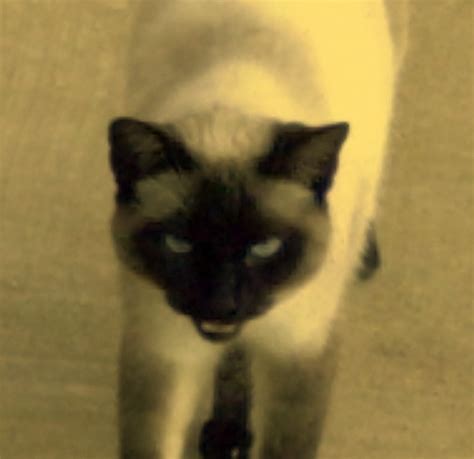 Angry Siamese Cat