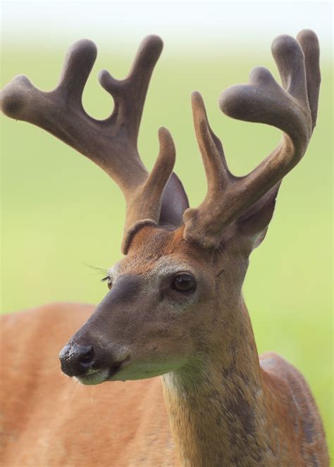 Why bucks shed their antlers | Mississippi State University Extension Service