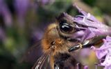 Love Bee Flower wallpaper (1) #9 - 1366x768 Wallpaper Download - Love Bee Flower wallpaper (1 ...