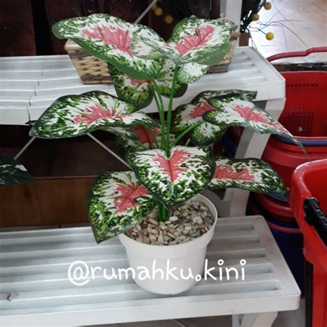 Jual tanaman hias Sri rejeki merah/talas merah - Kab. Sleman - rumahku ...