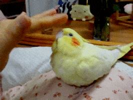 Birds Cockatiel GIF - Find & Share on GIPHY