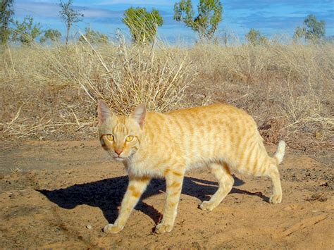 Remove Feral Cats in Australia | M&P Vertebrate Pest Control