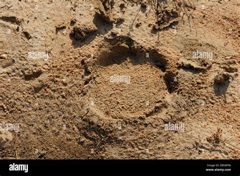 Elephant footprint hi-res stock photography and images - Alamy