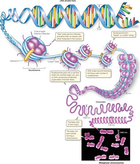 DNA Generated Scalar Waves - Scalar Wave Healing