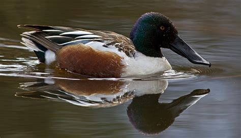 Northern Shoveler : Minnesota Breeding Bird Atlas